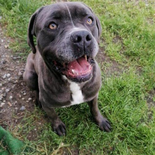 Golia - 5 Anni (Nato A Luglio Del 2020)  - Simil Cane Corso - Taglia: Grande  - Carattere: Dolce, Equilibrato